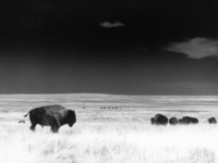 john-glembin-buffle-dans-sa-pature-buffalo-gap-nat-grassland-dakota-du-sud