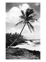 lantern-press-hawaii-palms-along-the-beach