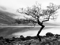 nadia-isakova-arbre-solitaire-sur-la-rive-du-loch-etive-highlands-ecosse
