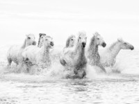 nadia-isakova-white-horses-of-camargue-running-through-the-water-camargue-france
