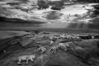 michael-nichols-lionesses-and-cubs-from-the-vumbi-lion-pride-rest-on-a-kopje-a-rocky-outcrop