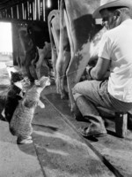 nat-farbman-cats-blackie-and-brownie-catching-squirts-of-milk-during-milking-at-arch-badertscher-s-d