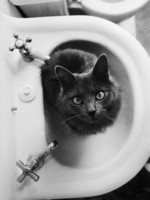 natalie-fobes-cat-sitting-in-bathroom-sink