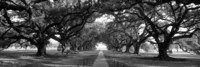 panoramic-images-louisiana-new-orleans-brick-path-through-alley-of-oak-trees