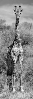 philippe-hugonnard-awesome-south-africa-collection-panoramic-giraffe-portrait-b-w