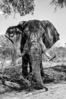 philippe-hugonnard-awesome-south-africa-collection-b-w-elephant-portrait-v