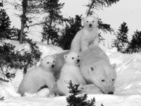 thorsten-milse-polar-bear-ursus-maritimus-mother-with-triplets-wapusk-national-park-churchill-manito