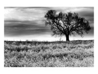 tree-in-a-field-severville-tennessee