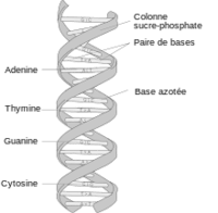 220px-DNA_structure_and_bases_FR-svg
