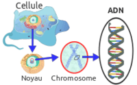 Eukaryote_DNA-fr-svg