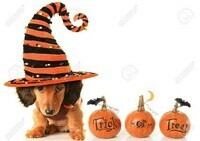 31427403-teckel-halloween-chiot-portant-un-chapeau-en-plus-des-citrouilles-aux-sorcières-d-halloween