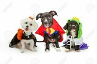 47230153-trois-chiens-mignons-petit-chiot-habillés-en-costumes-d-halloween-y-compris-une-sorcière-su