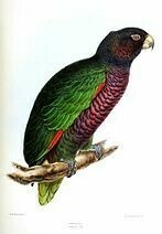 Amazona_imperialis_Mitchell (perroquet imperal)