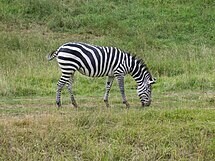 Botswana Zébre des plaines (Equus quagga)