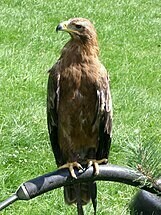 Egypte-Aigle des steppes (Aquila nipalensis)
