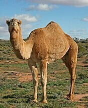 Érythrée-Dromadaire (Camelus dromedarius)