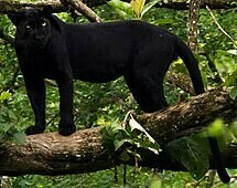 Gabon-Panthère noire (Panthera pardus)