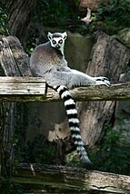 Madagascar-Maki catta (Lemur catta)