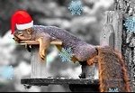 squirrel-on-holiday-1
