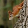 ecureuil-roux