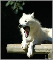 Loup-blanc-rieur
