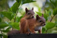 squirrel_love