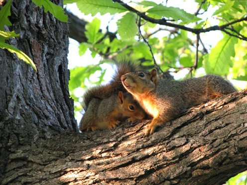 squirrel-in-love1