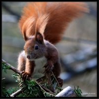 Eurasian_Red_Squirrel_by_martin1110