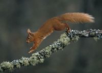 red squirrel running