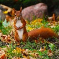 Red squirrel shows immunity to the viral squirrelpox disease_125_1_1___Selected