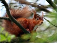red+squirrel