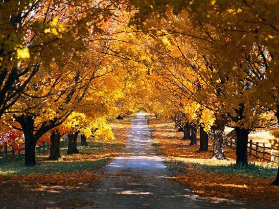 autumn_road2