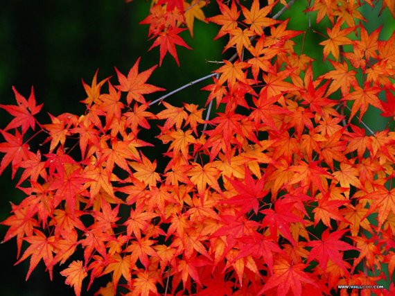 autumn_Trees_N12_18