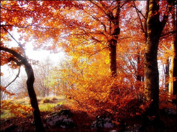 Autumn_Woodland_by_welshdragon
