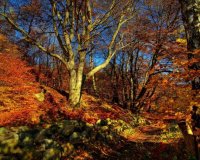 autumn-theme-landscapes-wallpaper