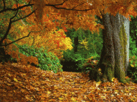 fall-autumn-leaves-1