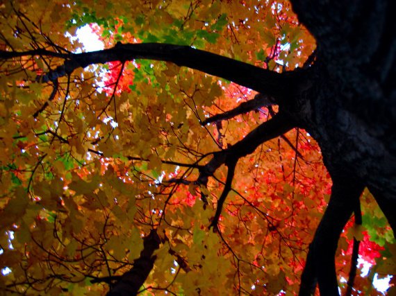 Autumn_Leaves_Looking_Up_Into_Maple_Tree_WI_2009_2__soul-amp