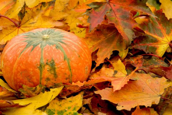 autumn-leaves-pumpkin