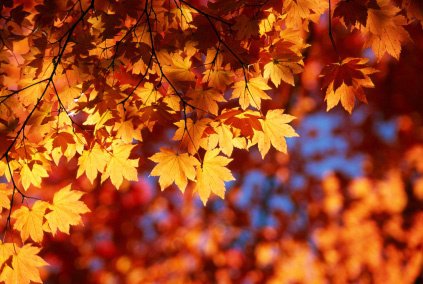 Autumn-Leaves-Sunshine