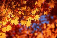 Autumn-Leaves-Sunshine