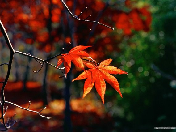 Fall_Secenry_Autumn_Leaves_162920