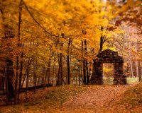 Nature_Seasons_Autumn_Yellow_autumn_leaves_018859_