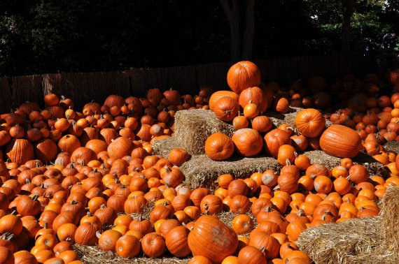 pumpkin-pileup