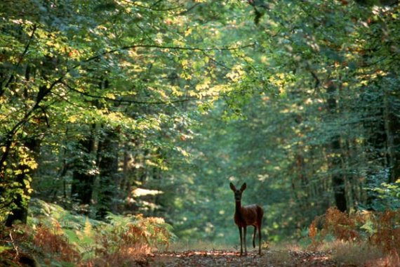 Foret Charnie Printemps Miss Elo Photos Club Doctissimo Foret Charnie Printemps Miss Elo Photos Club Doctissimo