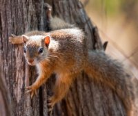 squirrel-on-evergreen-trunk