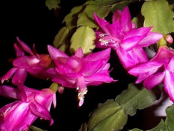 christmas-cactus-flower-saykjrqv-e1392101529286