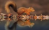 squirrel4