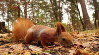 écureuil-dans-la-forêt-d-automne-45871060