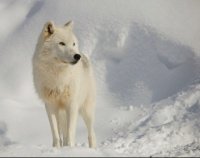 Loup blanc arctique