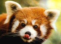 pandas roux